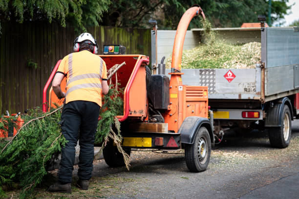 Best Dead Tree Removal  in USA